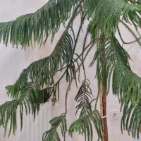 کاج مطبق ۲ متری