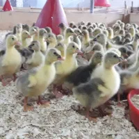 جوجه اردک شوروی و غازبالاسی تعدادمحدود