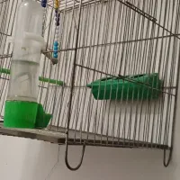 قفس پرنده|لوازم جانبی حیوانات|چهاردانگه (تهران), |دیوار