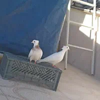 دو کبوتر طوق بایک قفسه 1 متری