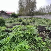 فروش ۲۵۰ متر زمین مسکونی دیوار شده