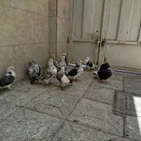 فروش|پرنده|فلاورجان, |دیوار