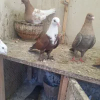 دوتا جوجه کربلایی نر یک پر انداخته|پرنده|مشهد, وکیل‌آباد|دیوار