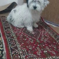 توله سگ پاکوتاه شیتزو|سگ|شیروان (خراسان), |دیوار