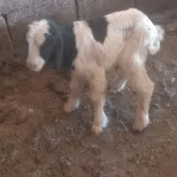 بره شیری ترکی نر