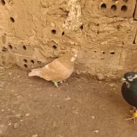 ۳ تا گرفتنی|پرنده|نیشابور, فردوس شمالی|دیوار