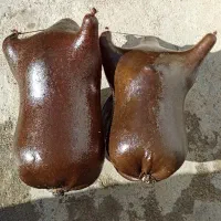 هیزه گوسفندی تمیز و تازه