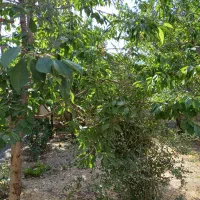 خانه ویلایی
