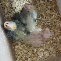 عروس هلندی با ۳تا جوجه یک ماهه|پرنده|بناب, |دیوار