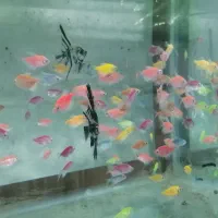 ماهی کت فیش|ماهی|ساری, |دیوار