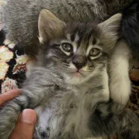 واگذاری 3تا گربه 2ماهه غذاخورشده