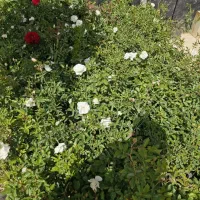 گل رز و رزماری