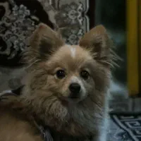 سگ پامر روباهی