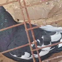 4عدد کبوتر|پرنده|شیراز, وزیرآباد|دیوار