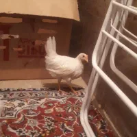 جوجه مرغ وخروس جهارماه