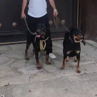 سگ روتوایلر|سگ|قم, پردیسان|دیوار