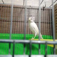 قناری سفید رسمی مستخون