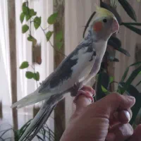 عروس هلندی رام وچلوندنی نر