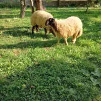 گوسفند نر
