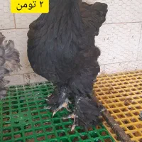مرغ برهما بلک تخمگذار ۱۰ ماهه