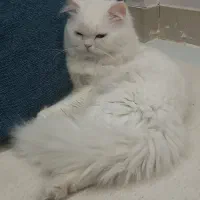 واگذاری گربه چشم دورنگ|گربه|قم, پردیسان|دیوار