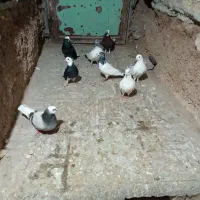 چند جفت گبوتر مال الیگودرزه