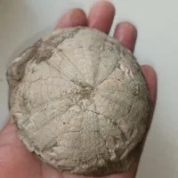 فسیل با قدمت میلیون ساله