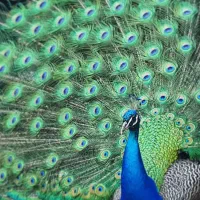 طاووس های بالغ تخم گذار