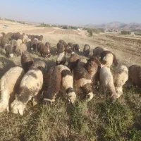 فروش بره لری