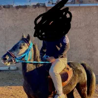 اسب|اسب و تجهیزات اسب‌سواری|زنجان, |دیوار