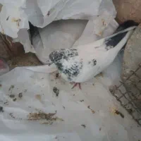 کبوتر|پرنده|قرچک, قشلاق جیتو|دیوار