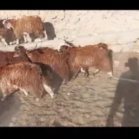 فروش ۸۰ رس کهر یک دست نر درج یک چاق