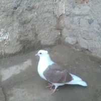 کفتر|پرنده|قزوین, |دیوار