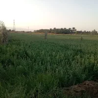 یونجه بازه ای فروشی