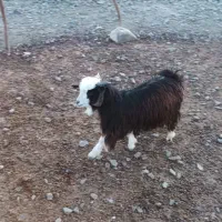 گوسفندگمشده