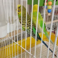 یک جفت مرغ عشق سالم