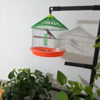 فروش سهره  نر با قفس ولوازم