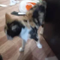 گربه|گربه|ارومیه, |دیوار