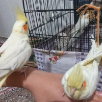 عروس هلندی|پرنده|قم, علی آباد|دیوار