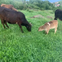گاو شیری با گوساله