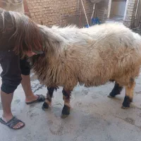 فروش قوچ درجه یک داشتی جوان|حیوانات مزرعه|ایذه, |دیوار