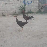 یک خروس ویک مرغ لاری