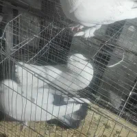 کفتر|پرنده|تهران, فاطمی|دیوار