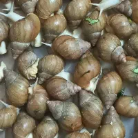 حلزون سوپرمولد وکوچیک وخاک کوکوپیت|خزنده|مشهد, چهارچشمه|دیوار