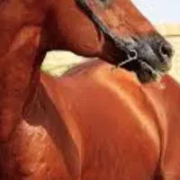 اسب عرب کورسی و زیبایی