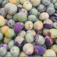 گردوی تازه همدان