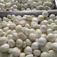 پیاز داغ و سیر داغ خوشمزگی|خوردنی و آشامیدنی|تهران, خلیج فارس|دیوار