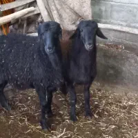 بره نره گوشتی .