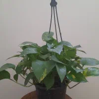 گلهای سرحال وپرریشه|گل و گیاه طبیعی|شاهرود, |دیوار