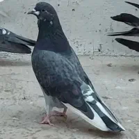 کبوترپرشی